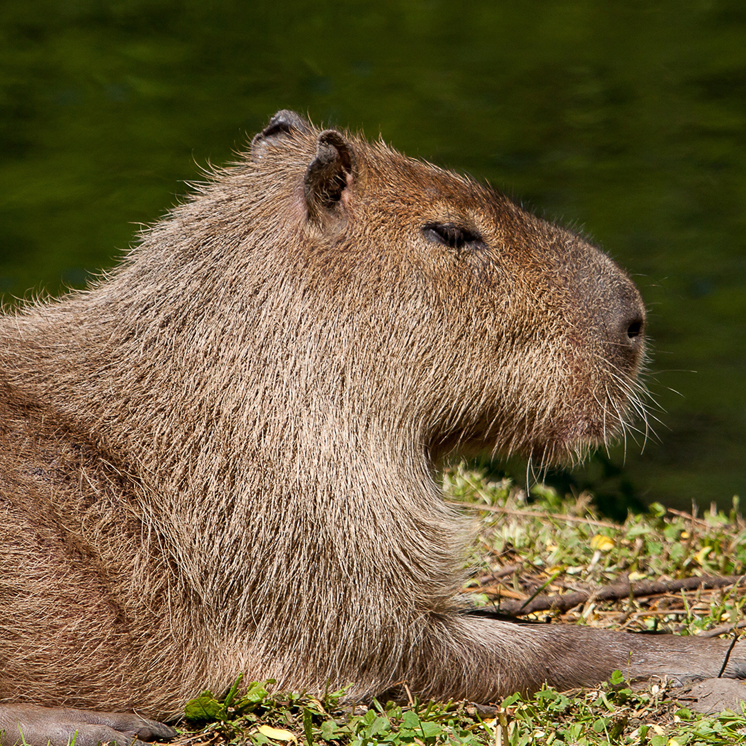 capybara